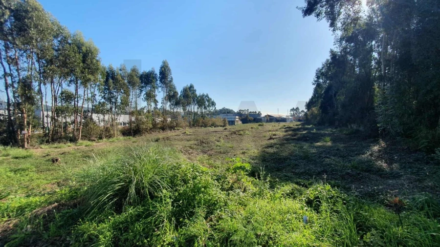 Terreno para Venda em Folgosa Foto 2