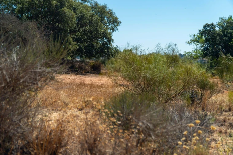 Terreno Agricola ou Rústico para Venda em São Silvestre Foto 12