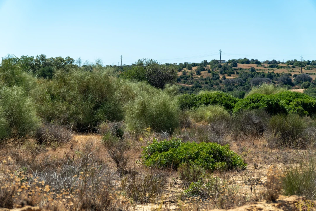 Terreno Agricola ou Rústico para Venda em São Silvestre Foto 6