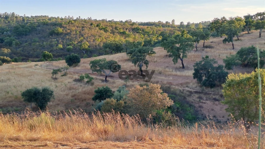 Terreno Agricola ou Rústico para Venda em Amieira e Alqueva Foto 6