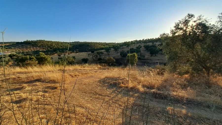 Terreno Agricola ou Rústico para Venda em Amieira e Alqueva Foto 4