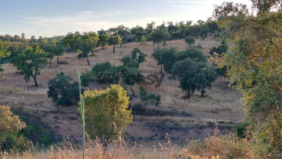 Terreno Agricola ou Rústico para Venda em Amieira e Alqueva Foto 5
