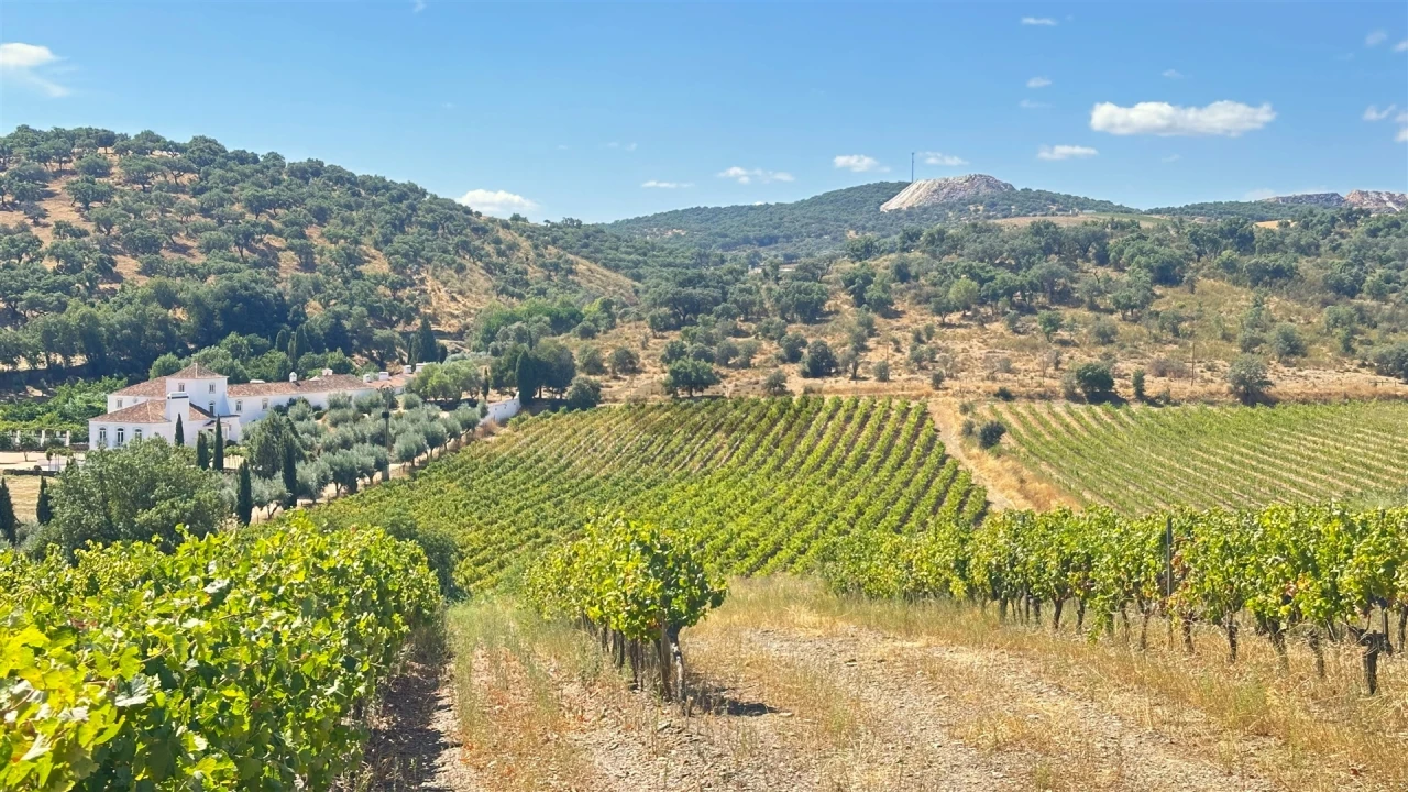 Terreno para Venda em Borba (Matriz) Foto 3