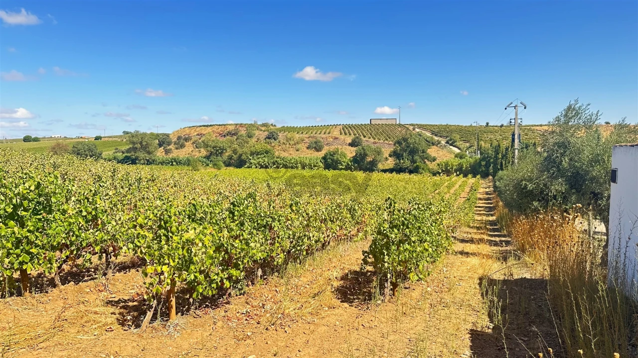 Terreno para Venda em Borba (Matriz) Foto 13