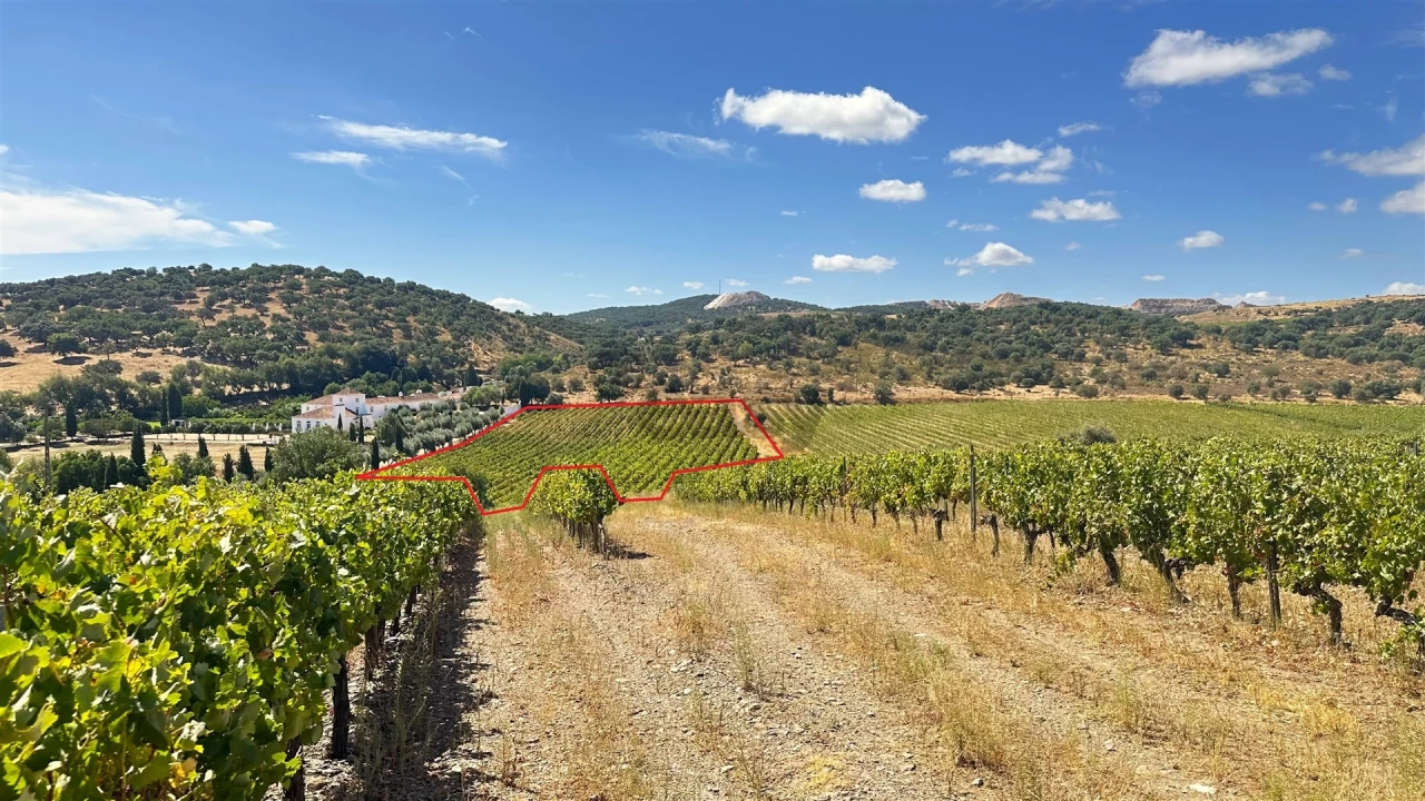 Terreno para Venda em Borba (Matriz) Foto 2