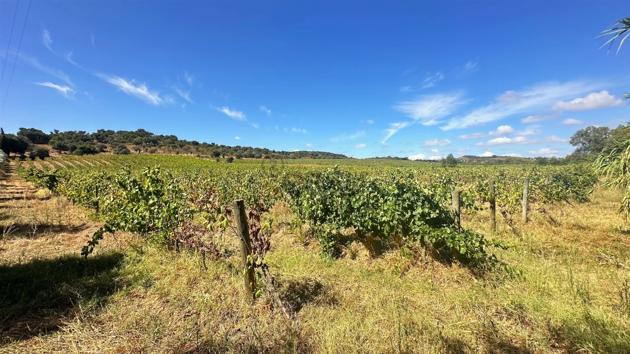 Terreno para Venda em Borba (Matriz) Foto 16