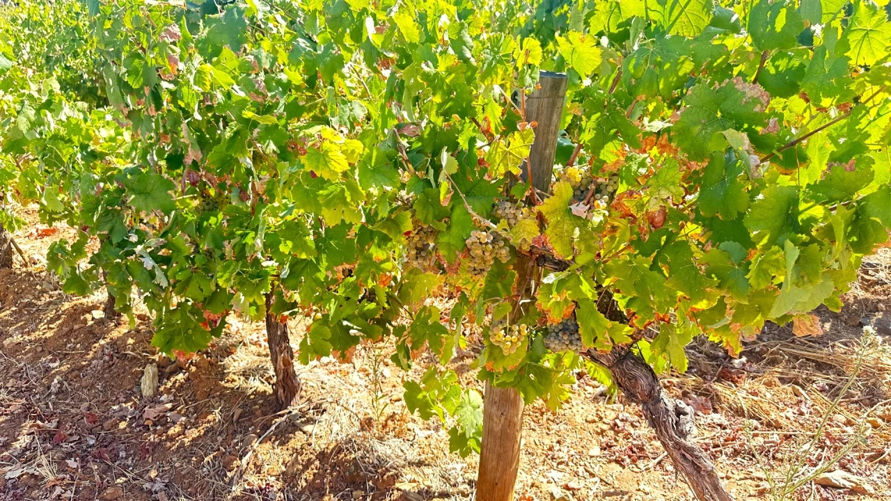 Terreno para Venda em Borba (Matriz) Foto 10