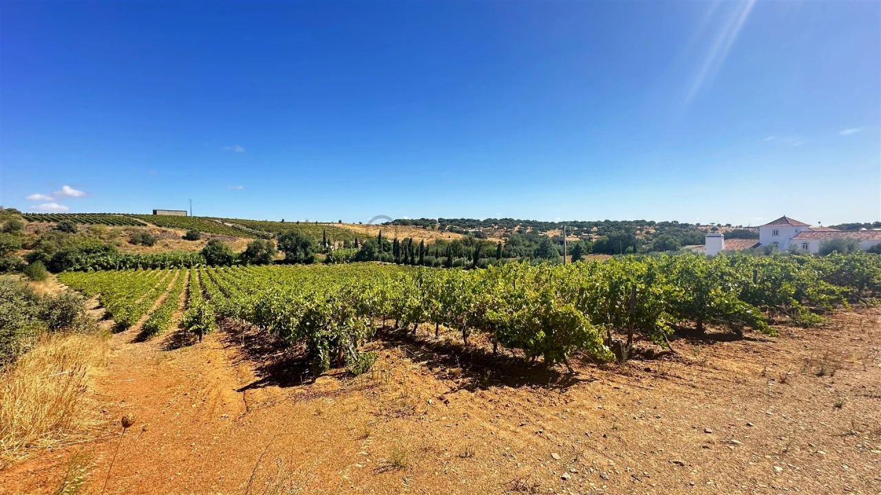 Terreno para Venda em Borba (Matriz) Foto 12