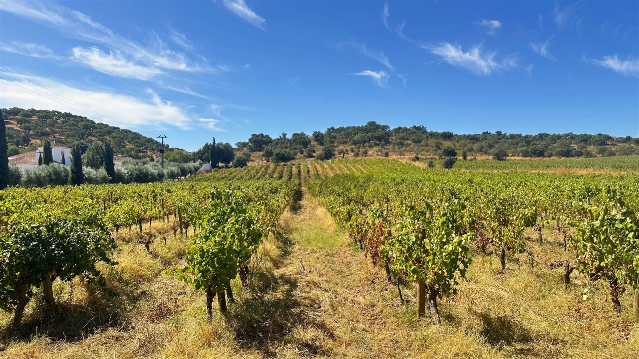 Terreno para Venda em Borba (Matriz) Foto 15