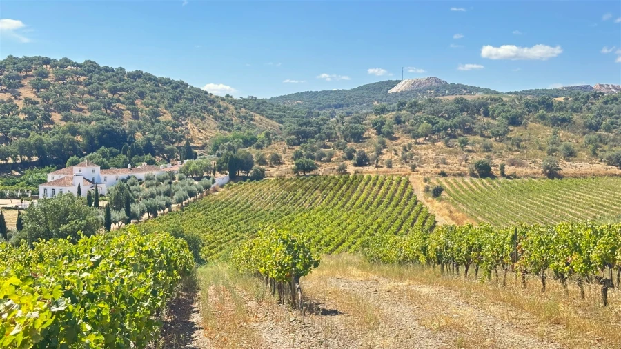 Terreno para Venda em Borba (Matriz) Foto 3