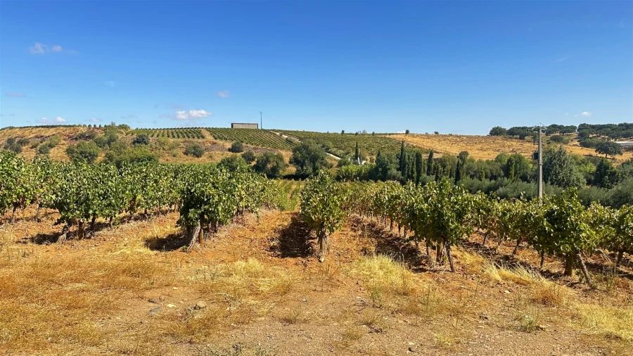 Terreno para Venda em Borba (Matriz) Foto 6