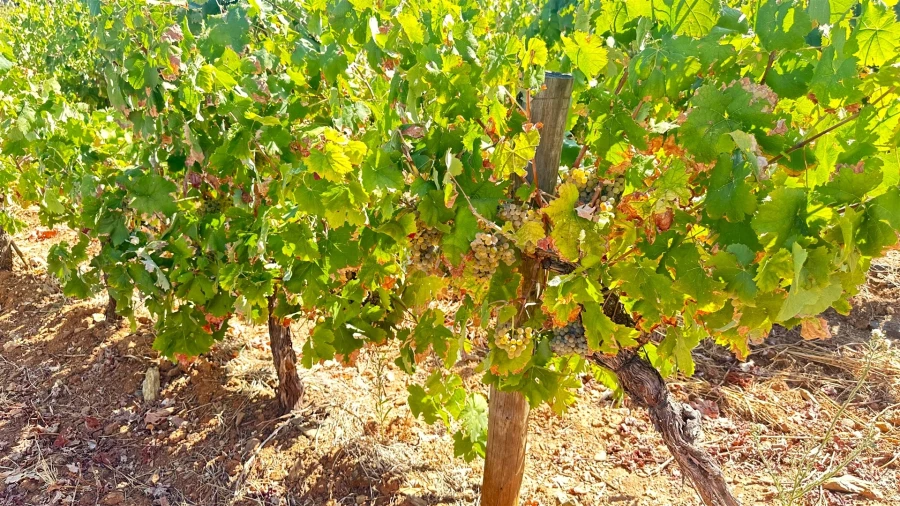 Terreno para Venda em Borba (Matriz) Foto 10