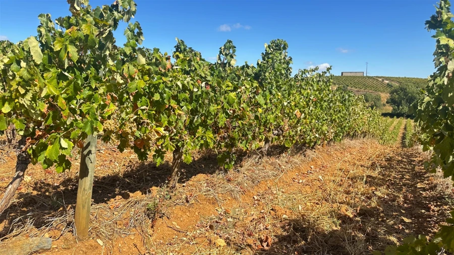 Terreno para Venda em Borba (Matriz) Foto 7