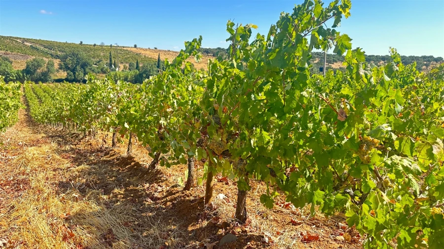 Terreno para Venda em Borba (Matriz) Foto 8