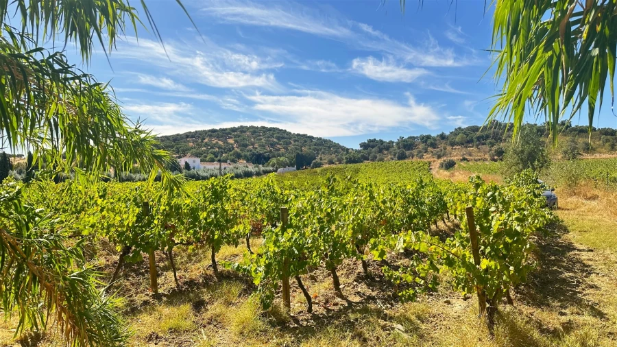 Terreno para Venda em Borba (Matriz)