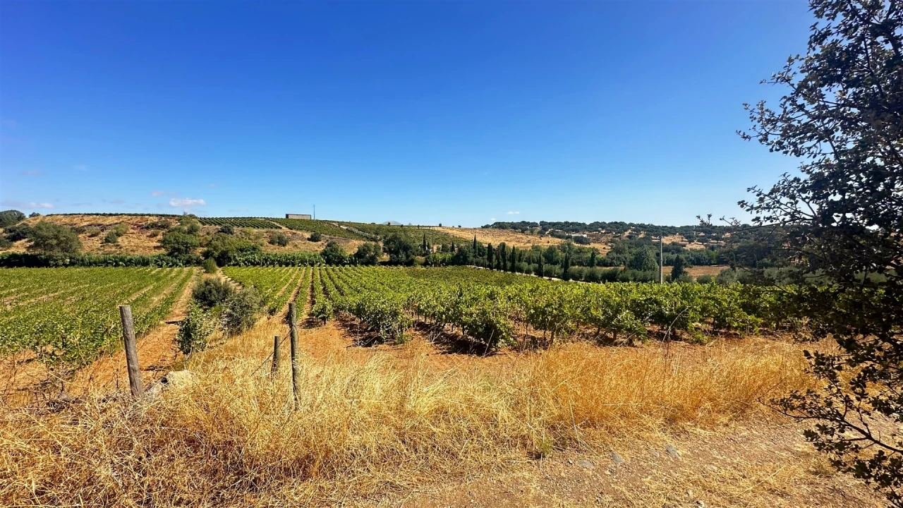 Terreno para Venda em Borba (Matriz) Foto 5