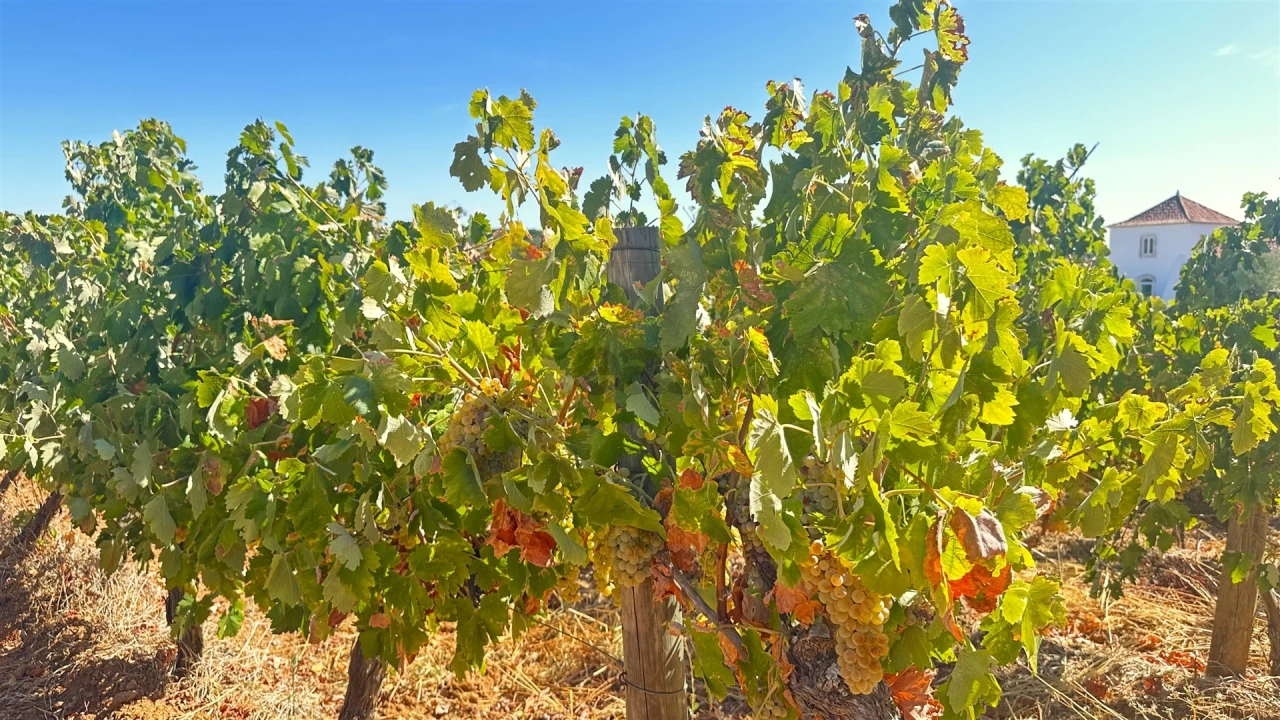 Terreno para Venda em Borba (Matriz) Foto 9