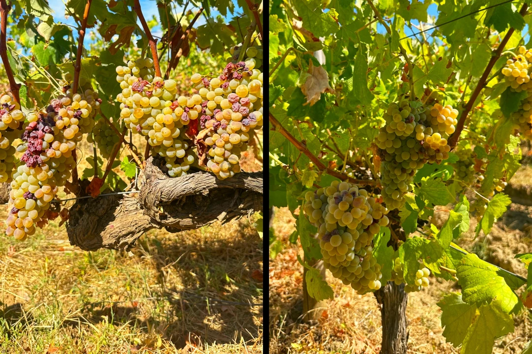 Terreno para Venda em Borba (Matriz) Foto 11