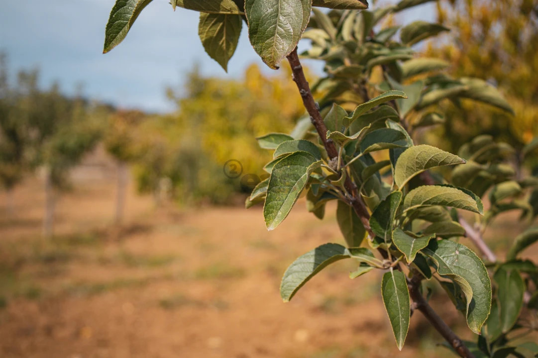 Moradia T2 para Venda em Selmes Foto 30