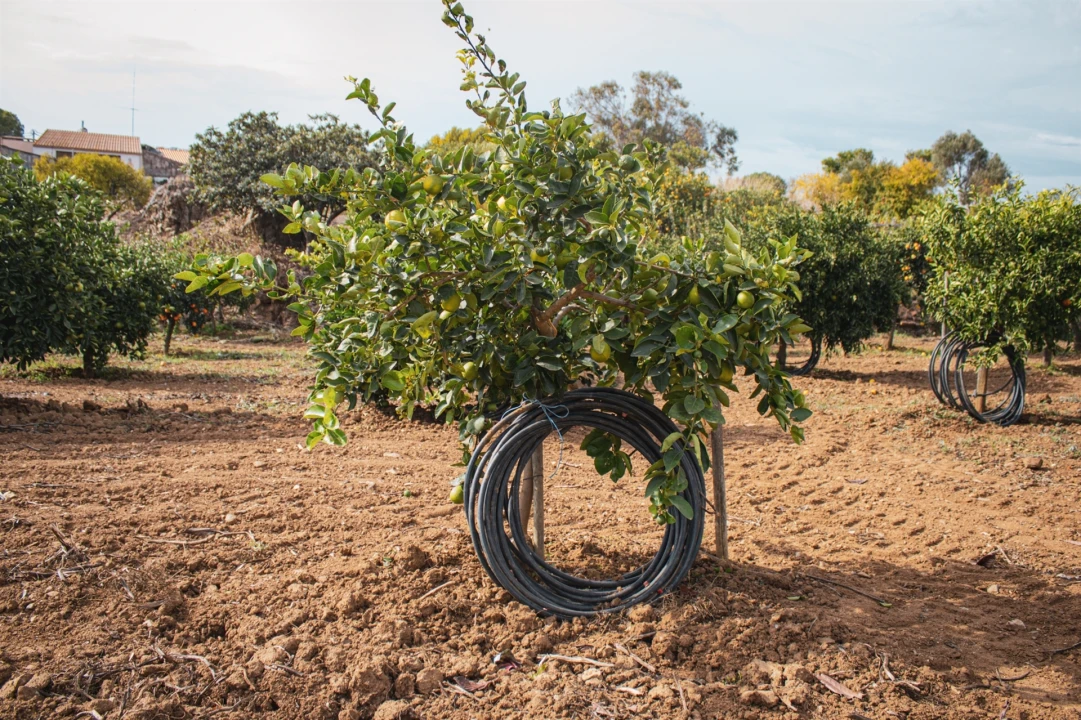 Moradia T2 para Venda em Selmes Foto 29