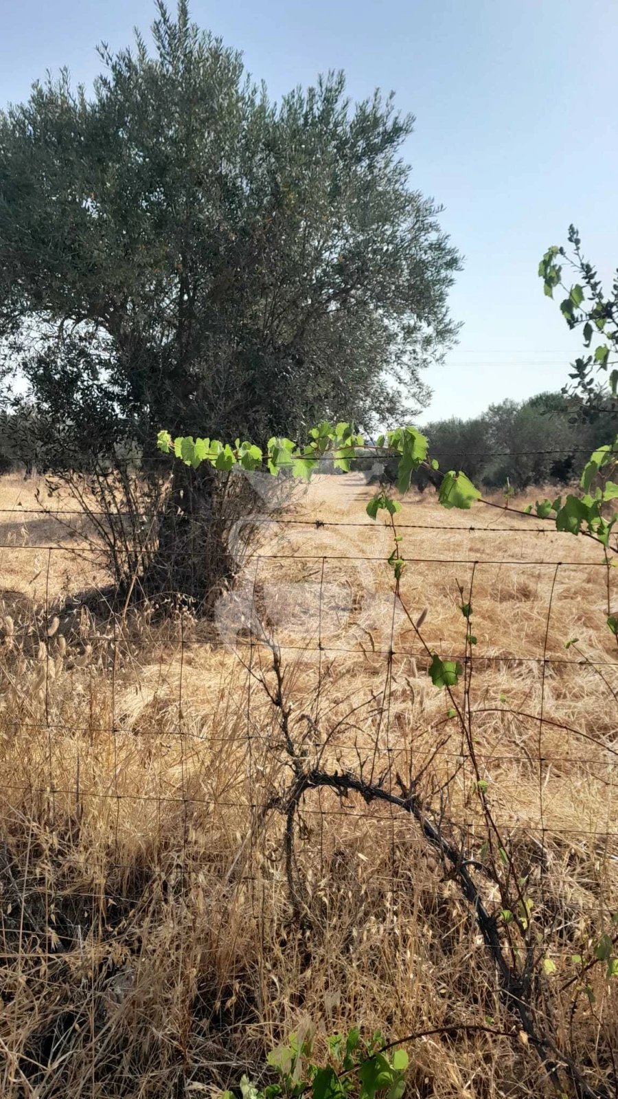 Terreno para Venda em Corval Foto 11