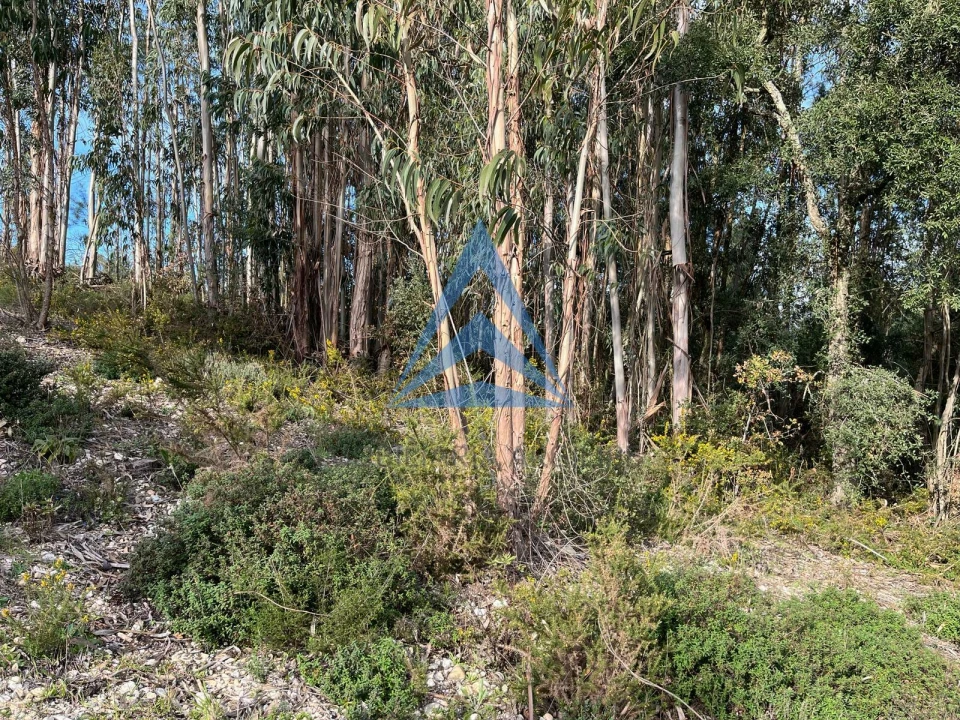 Terreno para Venda em Pombal Foto 15