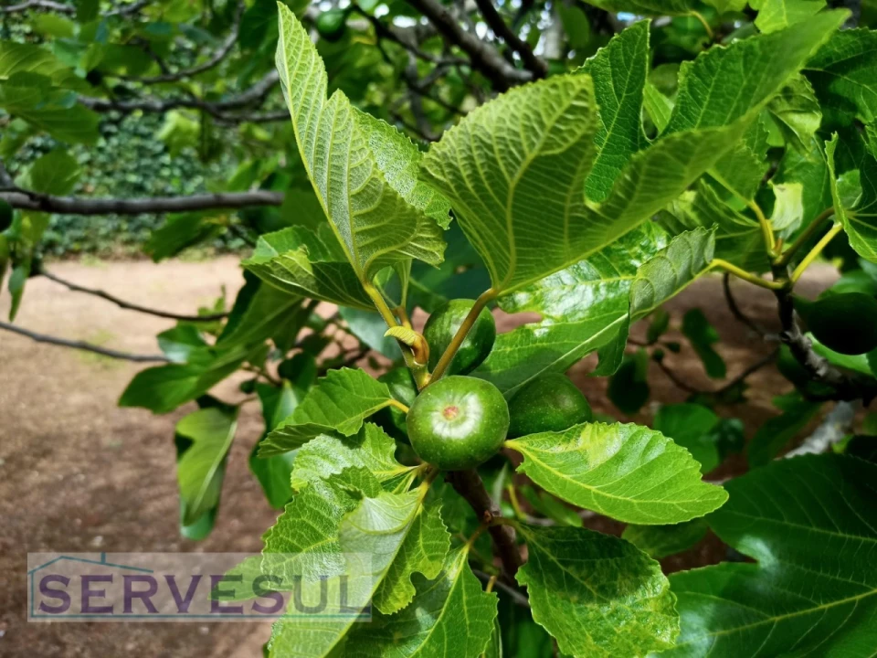 Moradia T4 para Venda em Silves Foto 22