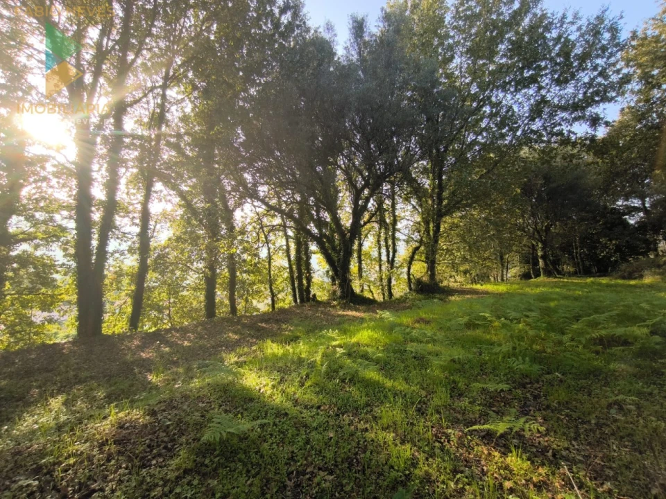 Terreno para Venda em Vilela, São Cosme e São Damião e Sá Foto 6