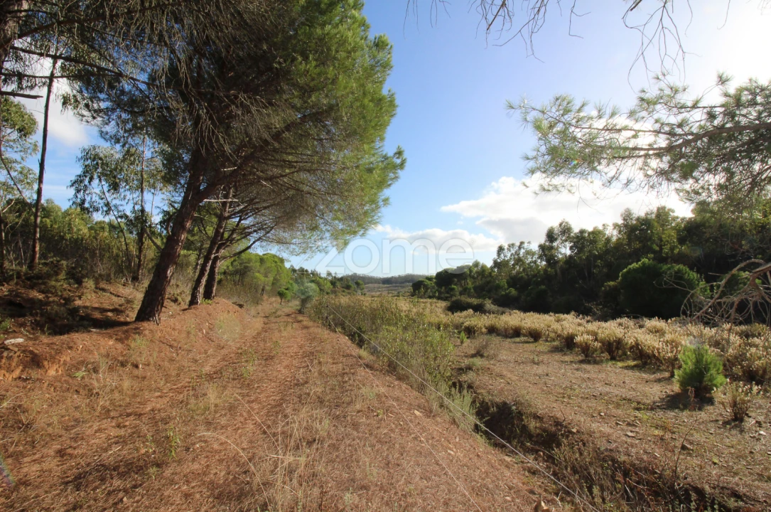 Terreno para Venda em Mexilhoeira Grande Foto 7