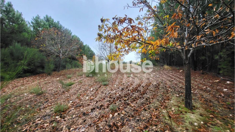Terreno para Venda em Carrazedo de Montenegro e Curros Foto 4
