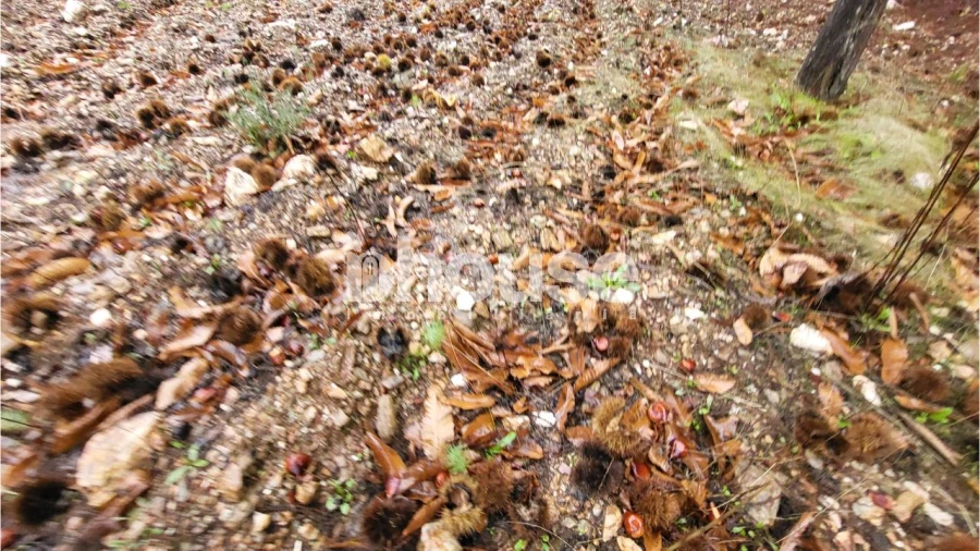 Terreno para Venda em Carrazedo de Montenegro e Curros Foto 9