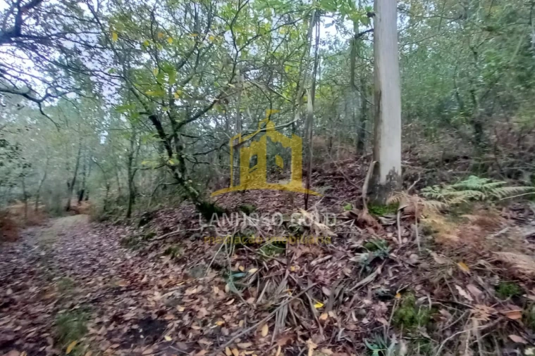 Terreno Agricola ou Rústico para Venda em Cunha Foto 2
