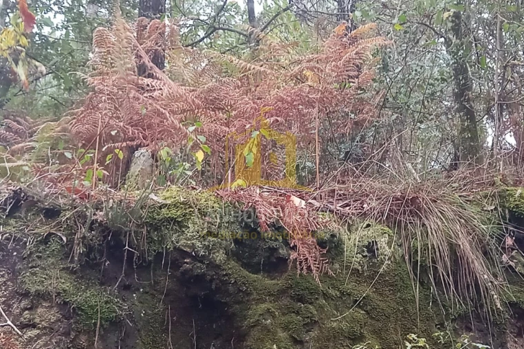 Terreno Agricola ou Rústico para Venda em Cunha Foto 3