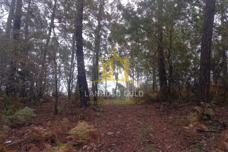 Terreno Agricola ou Rústico para Venda em Cunha Foto 4