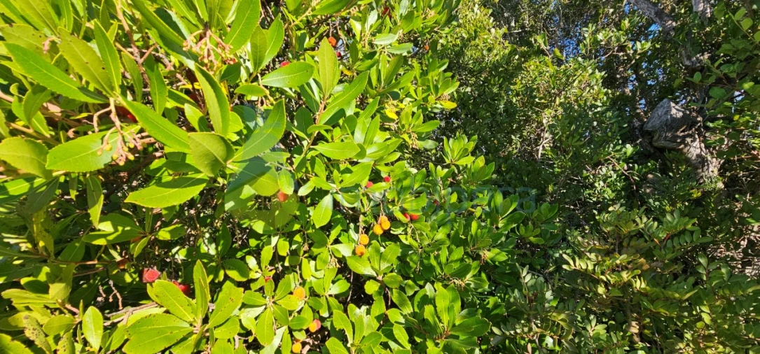 Terreno Agricola ou Rústico para Venda em Paderne Foto 16