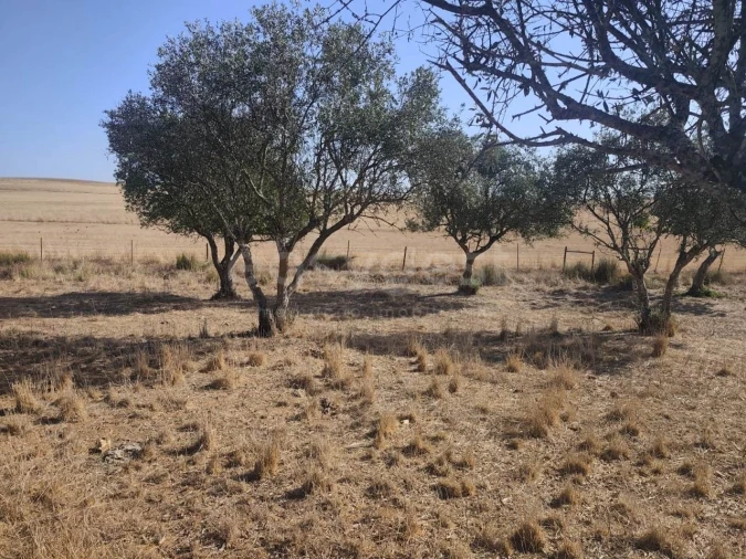 Quinta T1 para Venda em Aljustrel e Rio de Moinhos Foto 15