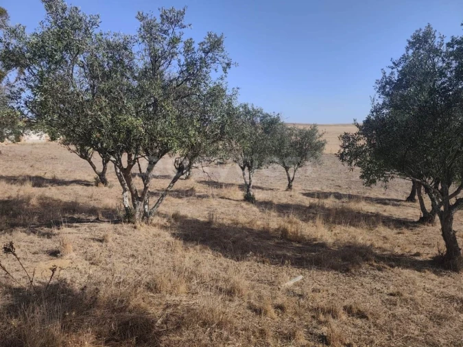 Quinta T1 para Venda em Aljustrel e Rio de Moinhos Foto 17