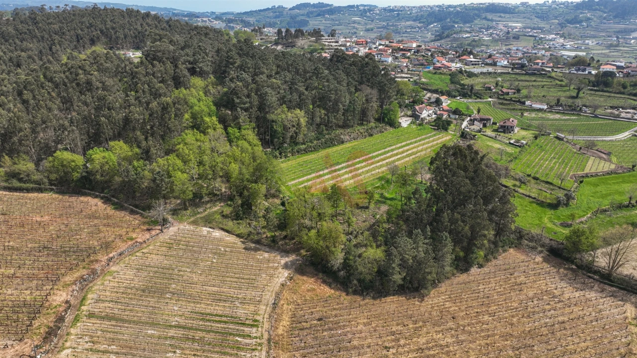Terreno Agricola ou Rústico para Venda em Pedreira, Rande e Sernande Foto 3