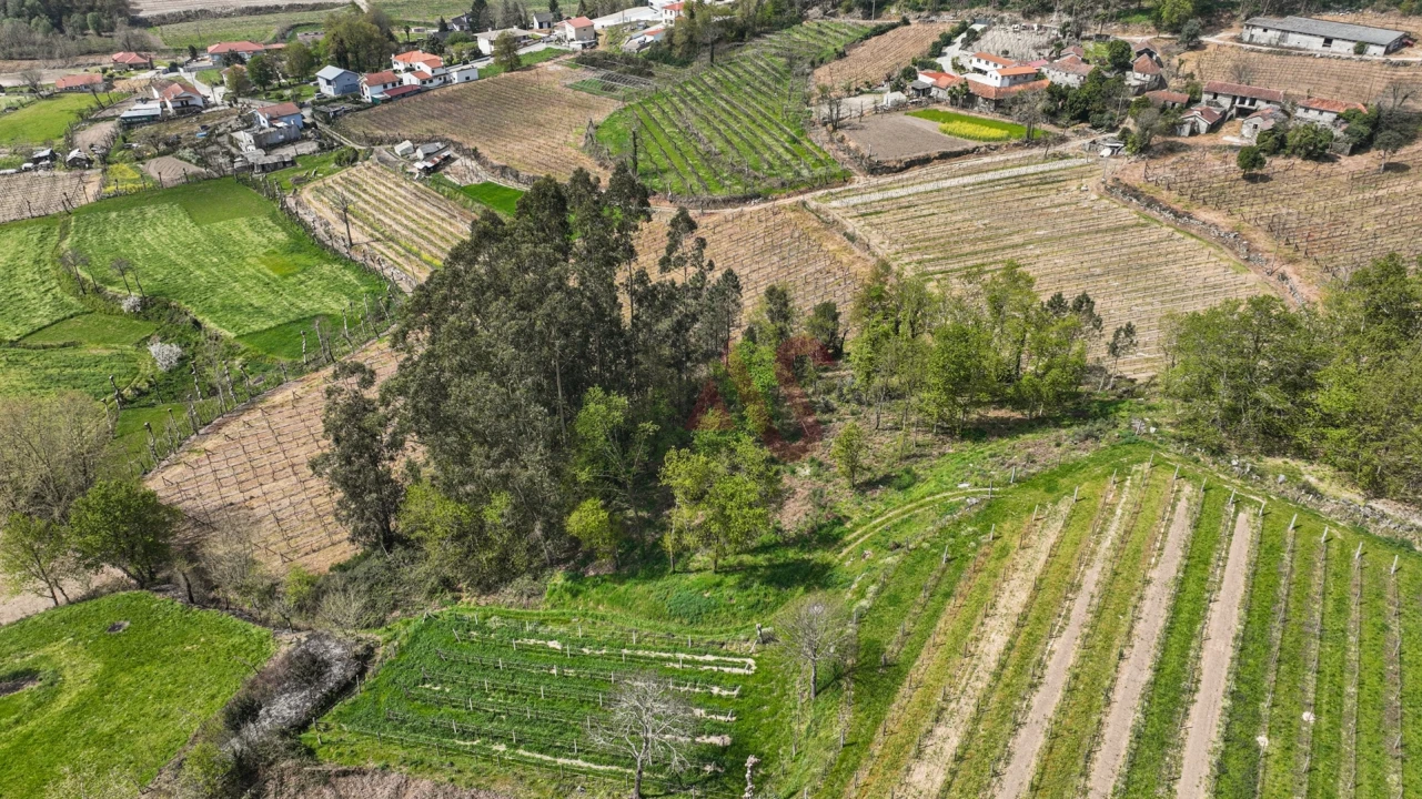 Terreno Agricola ou Rústico para Venda em Pedreira, Rande e Sernande Foto 5
