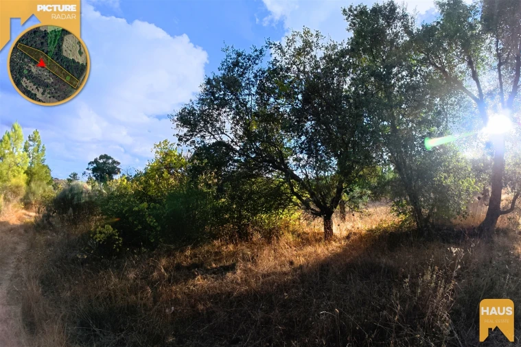 Terreno Agricola ou Rústico para Venda em Freixial e Juncal do Campo Foto 11