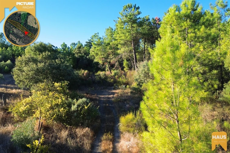 Terreno Agricola ou Rústico para Venda em Freixial e Juncal do Campo Foto 10