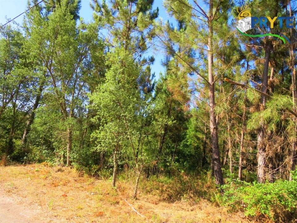 Terreno para Venda em Cernache do Bonjardim, Nesperal e Palhais Foto 3