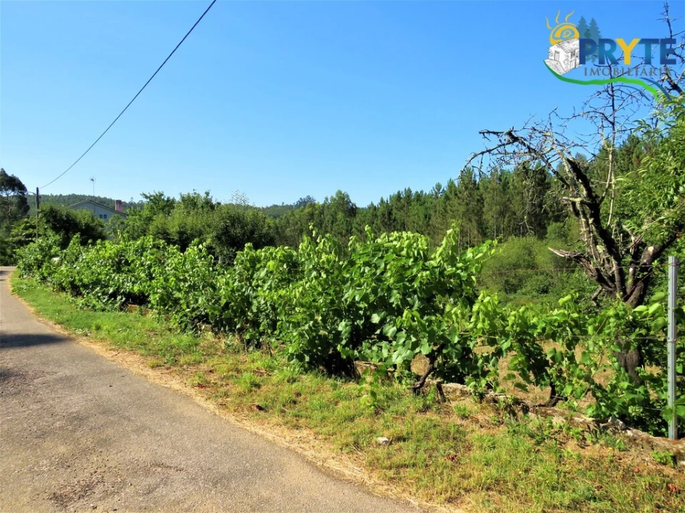 Terreno para Venda em Cernache do Bonjardim, Nesperal e Palhais Foto 5