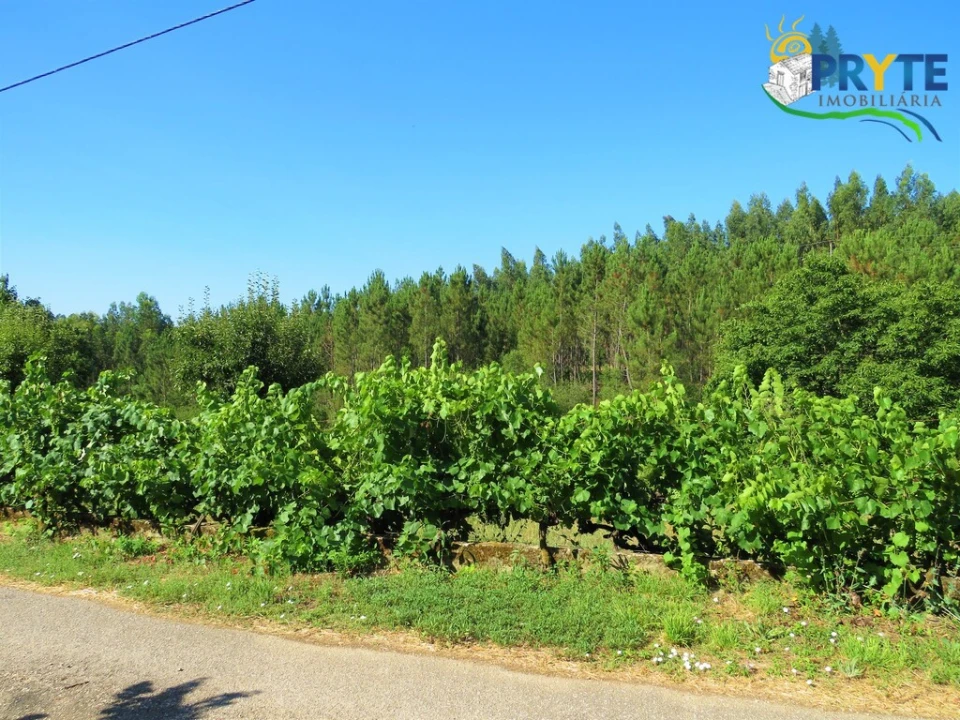 Terreno para Venda em Cernache do Bonjardim, Nesperal e Palhais Foto 7
