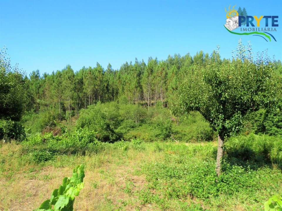Terreno para Venda em Cernache do Bonjardim, Nesperal e Palhais Foto 11