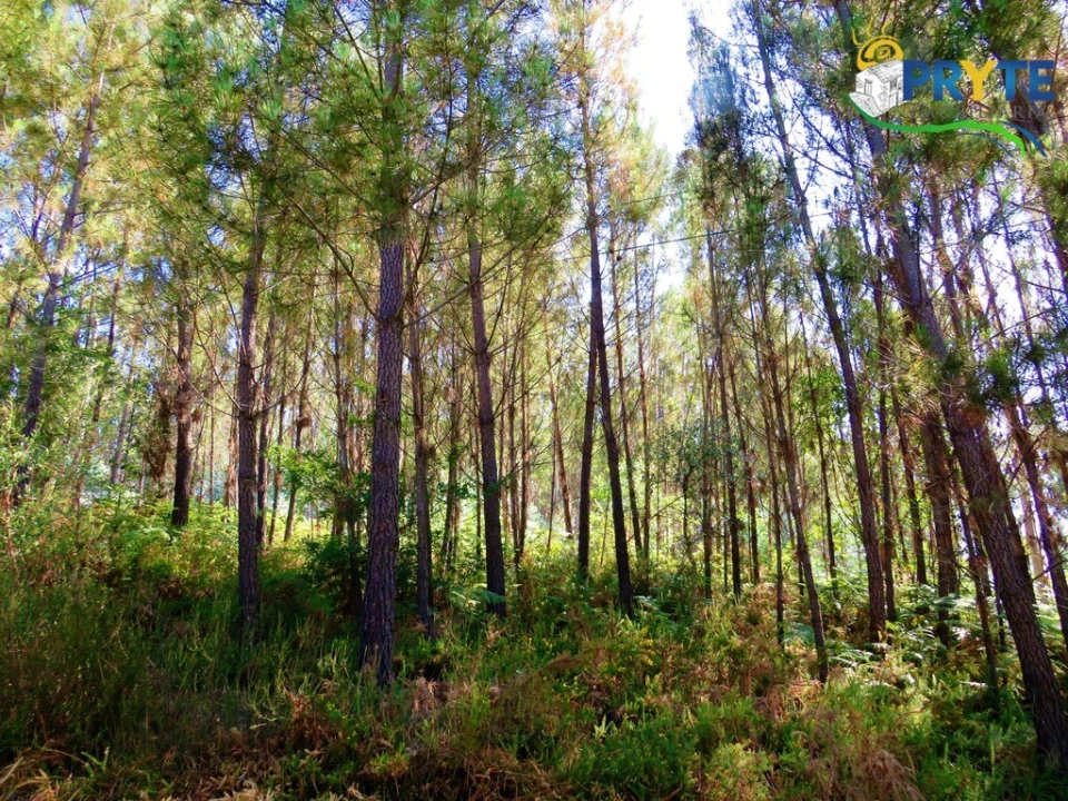 Terreno para Venda em Cernache do Bonjardim, Nesperal e Palhais Foto 19