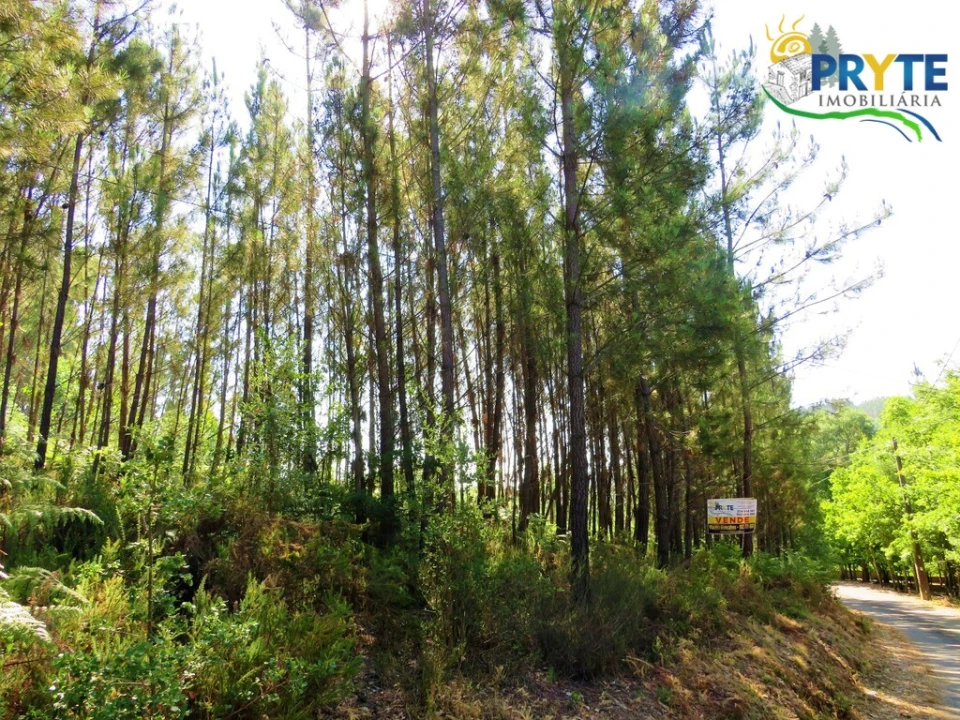 Terreno para Venda em Cernache do Bonjardim, Nesperal e Palhais Foto 20