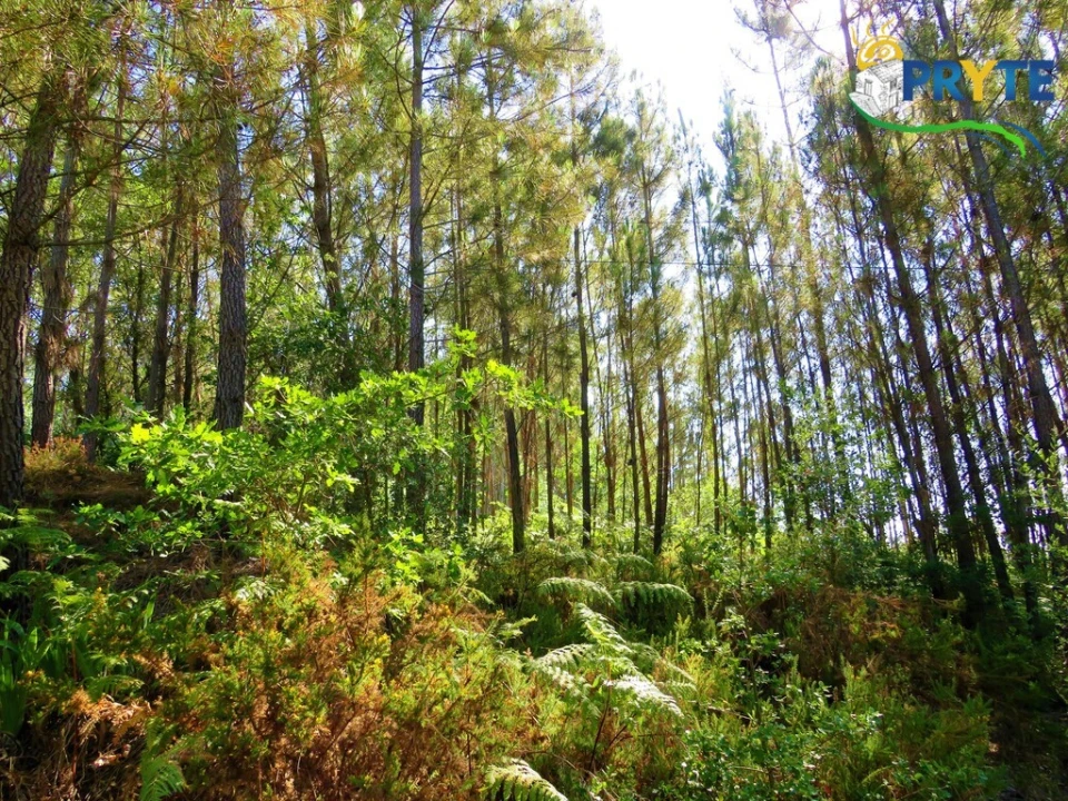 Terreno para Venda em Cernache do Bonjardim, Nesperal e Palhais Foto 21