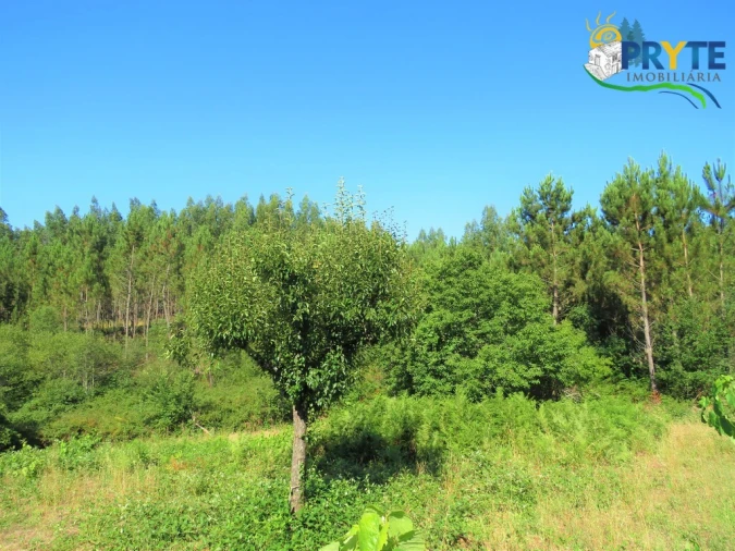 Terreno para Venda em Cernache do Bonjardim, Nesperal e Palhais Foto 10