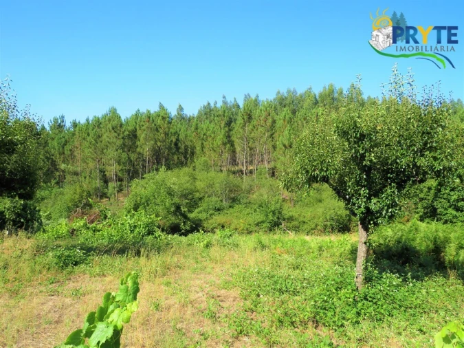Terreno para Venda em Cernache do Bonjardim, Nesperal e Palhais Foto 11